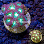 LiveAquaria® Cultured Blastomussa Coral (click for more detail)