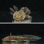 Captive-Bred Wild Melanoid Axolotl, GFP  (click for more detail)