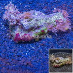 Xenia Coral Vietnam (click for more detail)