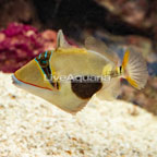 Bursa Triggerfish [Blemish] (click for more detail)