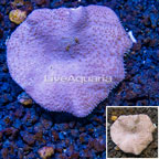 Toadstool Leather Coral Vietnam (click for more detail)