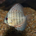Turquoise Discus (click for more detail)