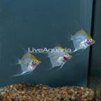 LiveAquaria® Captive-Bred Gold Blushing Angelfish, (Trio) (click for more detail)
