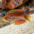 Half Banded Flasher Wrasse  (click for more detail)