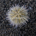 Caribbean Pincushion Urchin (click for more detail)