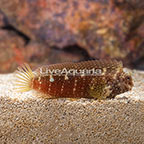 Starry Blenny (click for more detail)