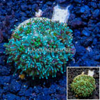 LiveAquaria® Cultured Galaxea Coral (click for more detail)