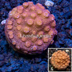 LiveAquaria® Cultured Cyphastrea Frag (click for more detail)