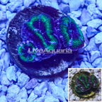 LiveAquaria® Cultured Acan Lord Coral (click for more detail)