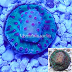 LiveAquaria® Cultured Cyphastrea Frag (click for more detail)