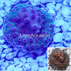 LiveAquaria® Cultured Cyphastrea Frag (click for more detail)