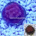 LiveAquaria® Cultured Cyphastrea Frag (click for more detail)