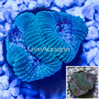 LiveAquaria® Cultured Acan Lord Coral (click for more detail)