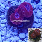 LiveAquaria® Cultured Acan Lord Coral (click for more detail)