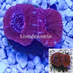 LiveAquaria® Cultured Acan Lord Coral (click for more detail)