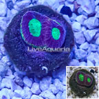 LiveAquaria® Cultured Goniastrea Coral (click for more detail)