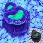 LiveAquaria® Cultured Goniastrea Brain Coral (click for more detail)