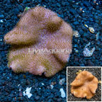Toadstool Mushroom Leather Coral Vietnam (click for more detail)