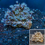 Glove Polyp Coral Indonesia (click for more detail)