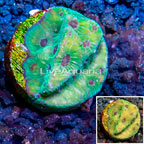 LiveAquaria® Cultured Favia Coral (click for more detail)