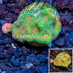 LiveAquaria® Cultured Favia Coral (click for more detail)