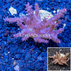 LiveAquaria® Cultured Tree Coral (click for more detail)