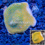 LiveAquaria® Cultured Montipora Coral (click for more detail)