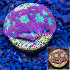 LiveAquaria® Cultured Favites Coral (click for more detail)