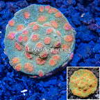 LiveAquaria® Cultured Cyphastrea Frag (click for more detail)