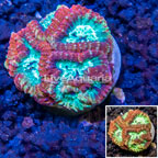 LiveAquaria® Cultured Favia Coral (click for more detail)