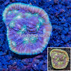 LiveAquaria® Cultured Ultra Chalice Coral (click for more detail)