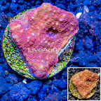 LiveAquaria® Cultured Ultra Chalice Coral (click for more detail)