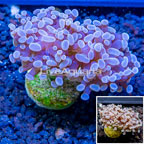 LiveAquaria® Cultured Hammer Coral (click for more detail)