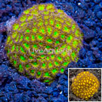 LiveAquaria® Cultured Leptastrea (click for more detail)