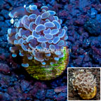 LiveAquaria® Cultured Hammer Coral (click for more detail)