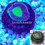 LiveAquaria® Cultured Goniastrea Brain Coral (click for more detail)