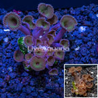 Australia Cultured Protopalythoa Coral (click for more detail)