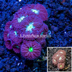 LiveAquaria® Cultured Blastomussa Coral (click for more detail)