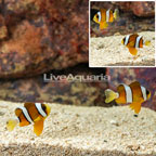 Clarkii Clownfish, Pair  (click for more detail)