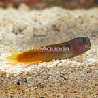 White Belly Bicolor Blenny (click for more detail)