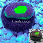 LiveAquaria® Cultured Goniastrea Coral (click for more detail)