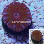 LiveAquaria® Cultured Acan Lord Coral (click for more detail)