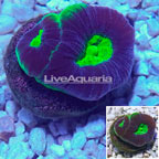LiveAquaria® Cultured Goniastrea Coral (click for more detail)
