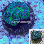 LiveAquaria® Cultured Acan Lord Coral (click for more detail)