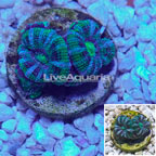 LiveAquaria® Cultured Acan Lord Coral (click for more detail)