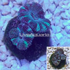 LiveAquaria® Cultured Acan Lord Coral (click for more detail)