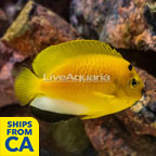 Flagfin Angelfish (click for more detail)