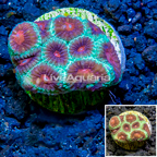 LiveAquaria® Cultured Favia Coral (click for more detail)