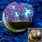 LiveAquaria® Cultured Blastomussa Coral  (click for more detail)