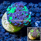 LiveAquaria® Cultured Hammer Coral (click for more detail)